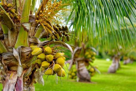 Cüce palmiye zararları